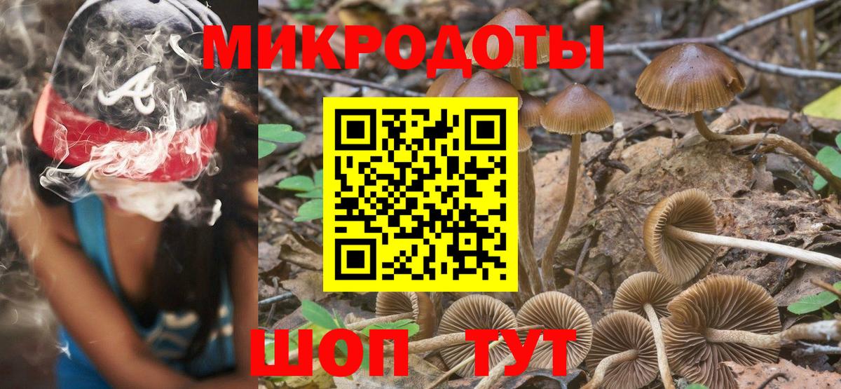 Псилоцибиновые грибы Psilocybe Новозыбков
